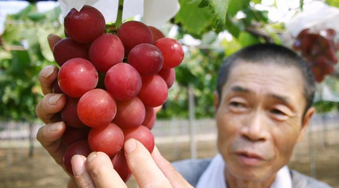 Anggur Ruby Roman Jepang